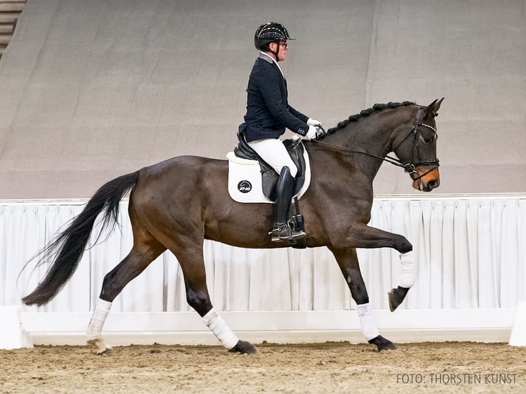 Hannoveraner Wallach 6 Jahre 172 cm Brauner in Verden