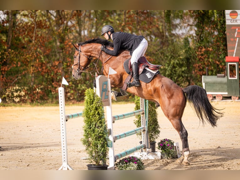 Hannoveraner Wallach 6 Jahre 172 cm Brauner in Aachen