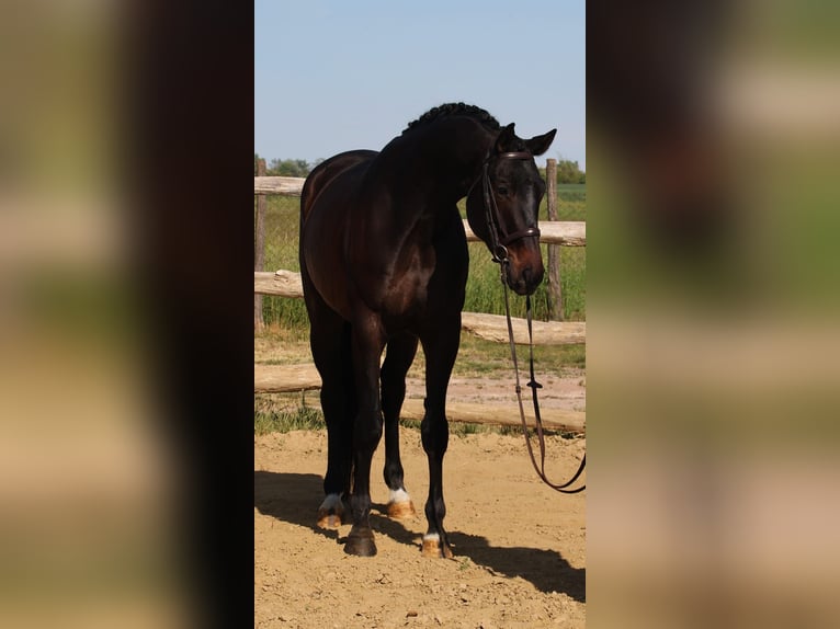 Hannoveraner Wallach 6 Jahre 172 cm Dunkelbrauner in Wiener Neustadt