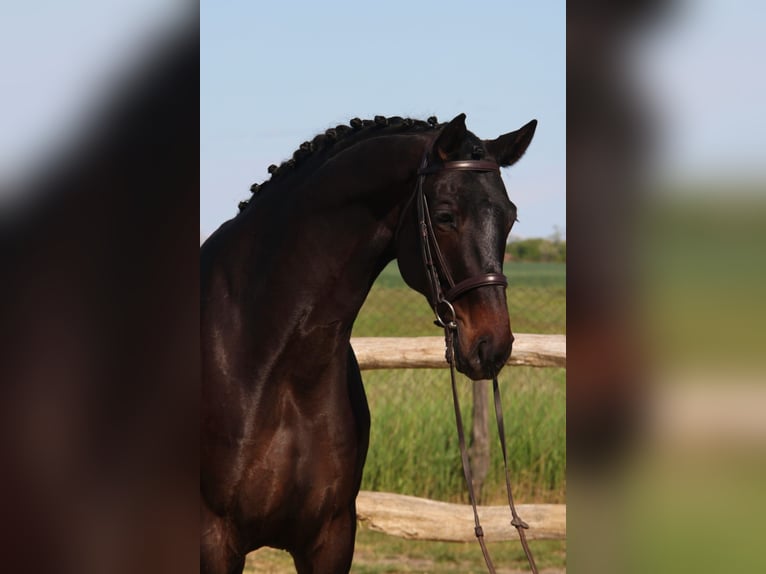 Hannoveraner Wallach 6 Jahre 172 cm Dunkelbrauner in Wiener Neustadt