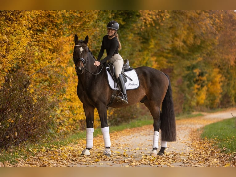 Hannoveraner Wallach 6 Jahre 172 cm Dunkelbrauner in Womrath