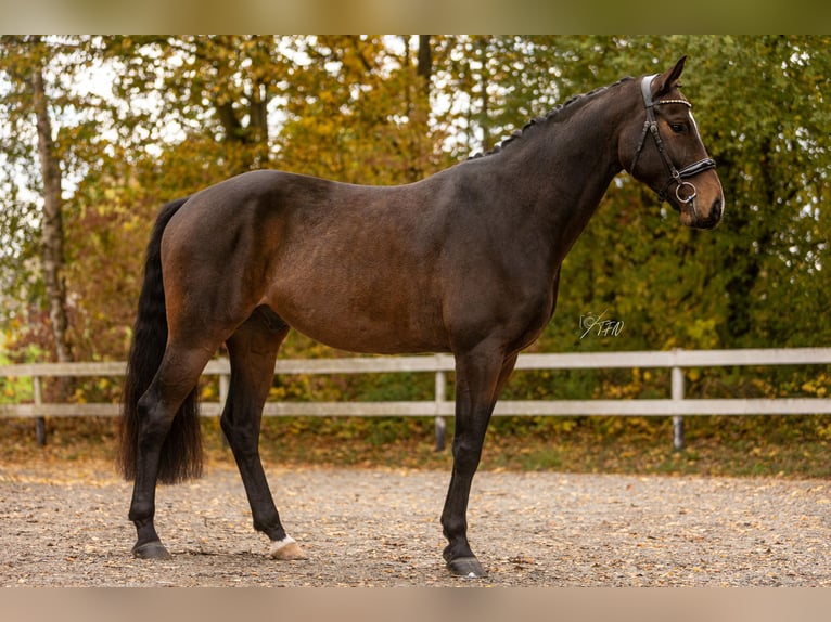 Hannoveraner Wallach 6 Jahre 172 cm Dunkelbrauner in Womrath
