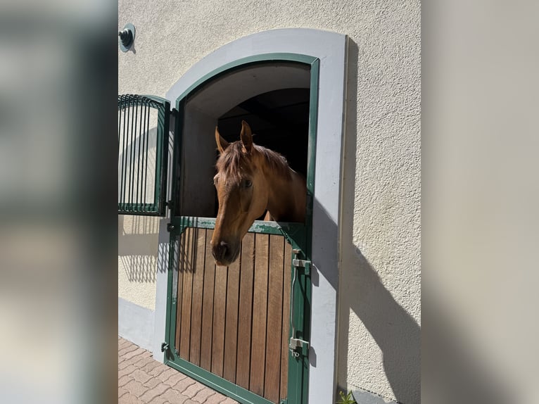 Hannoveraner Wallach 6 Jahre 172 cm Dunkelfuchs in Brakel
