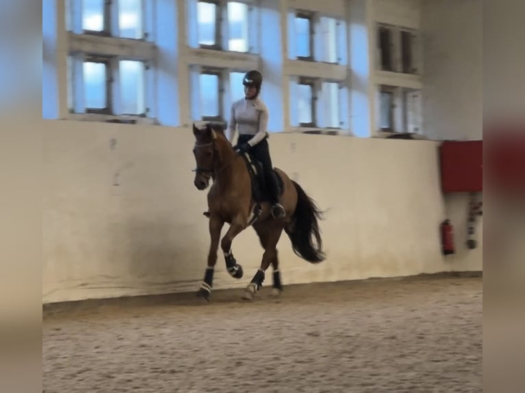 Hannoveraner Wallach 6 Jahre 172 cm Dunkelfuchs in Brakel
