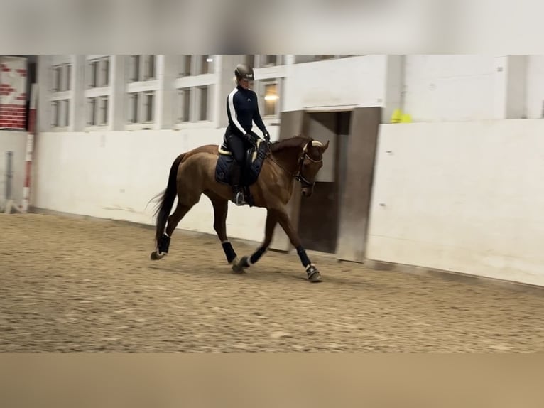 Hannoveraner Wallach 6 Jahre 172 cm Dunkelfuchs in Brakel