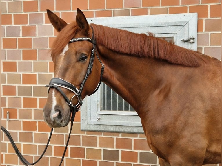 Hannoveraner Wallach 6 Jahre 172 cm Fuchs in RecklinghausenRecklinghausen