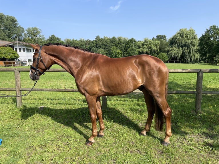 Hannoveraner Wallach 6 Jahre 172 cm Fuchs in Lahr/SchwarzwaldLahr