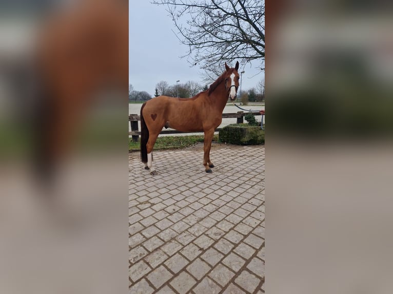 Hannoveraner Wallach 6 Jahre 172 cm Fuchs in Ligni&#xE8;res