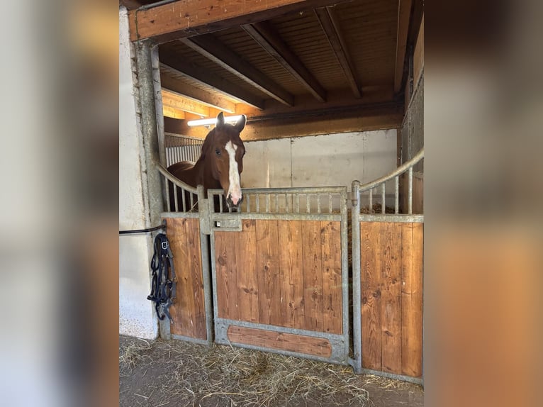 Hannoveraner Wallach 6 Jahre 172 cm Fuchs in Ligni&#xE8;res