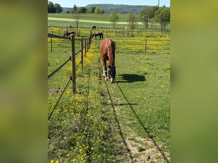 Hannoveraner Wallach 6 Jahre 172 cm Fuchs in Ligni&#xE8;res