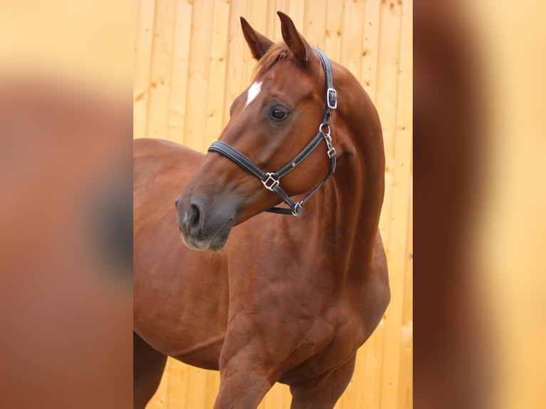 Hannoveraner Wallach 6 Jahre 172 cm Fuchs in Neukirchen beim Heiligen Blut