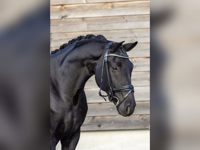 Hannoveraner Wallach 6 Jahre 172 cm Rappe in Emlichheim