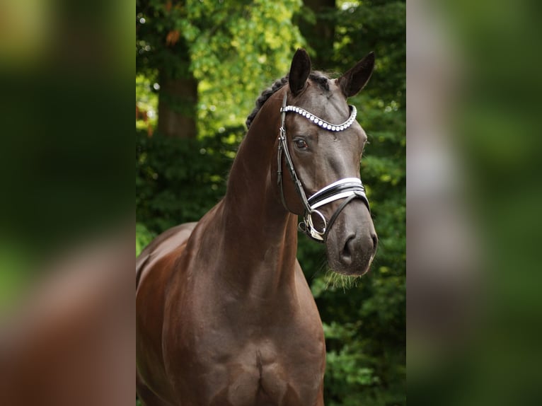 Hannoveraner Wallach 6 Jahre 172 cm Rappe in Gleichen