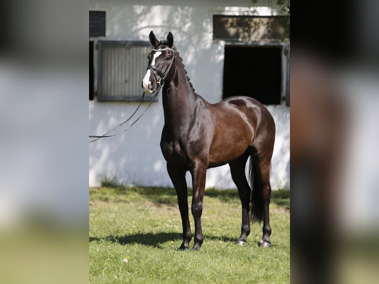 Hannoveraner Wallach 6 Jahre 172 cm Rappe in Burgdorf