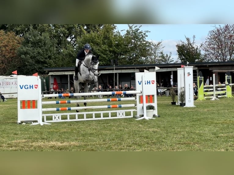 Hannoveraner Wallach 6 Jahre 172 cm Schimmel in Bremervörde