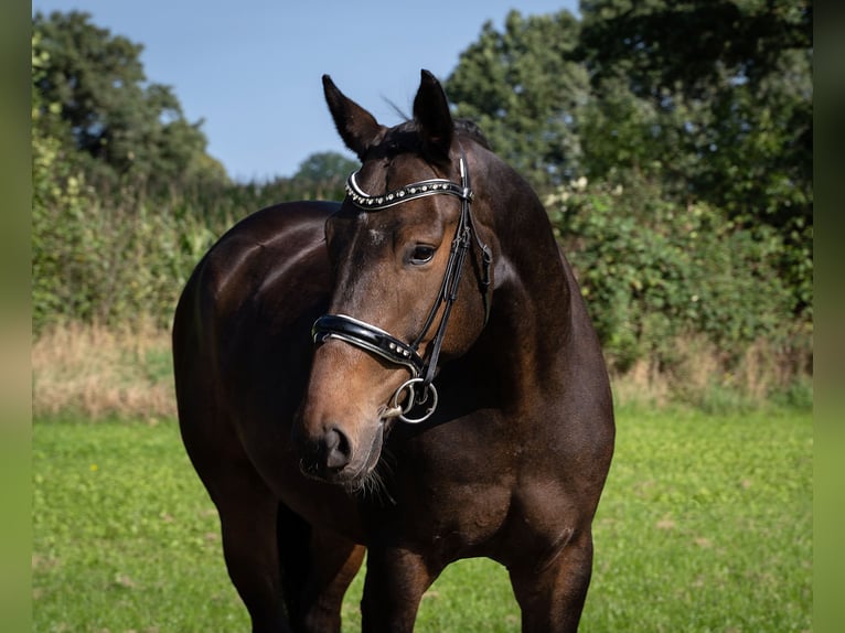 Hannoveraner Wallach 6 Jahre 172 cm Schwarzbrauner in Norderstedt