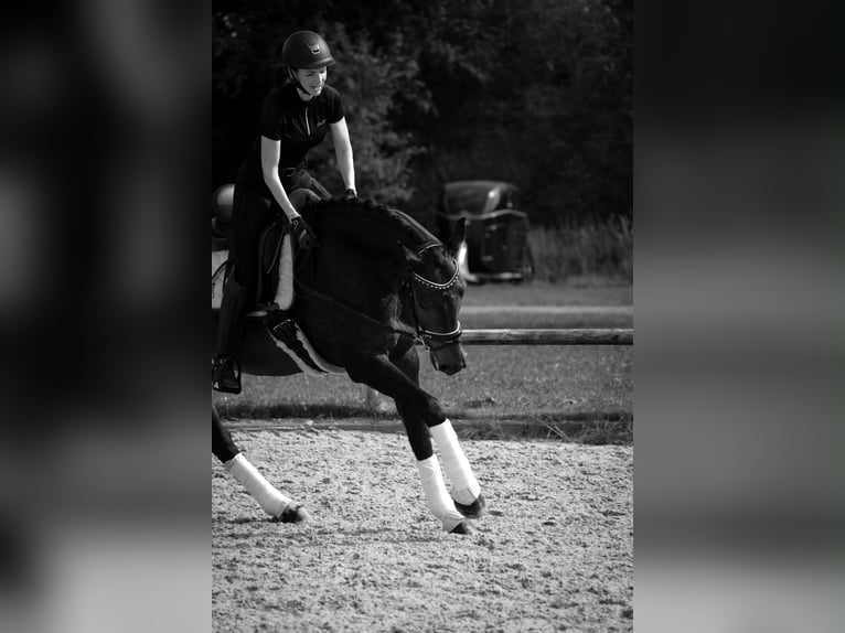 Hannoveraner Wallach 6 Jahre 172 cm Schwarzbrauner in Norderstedt