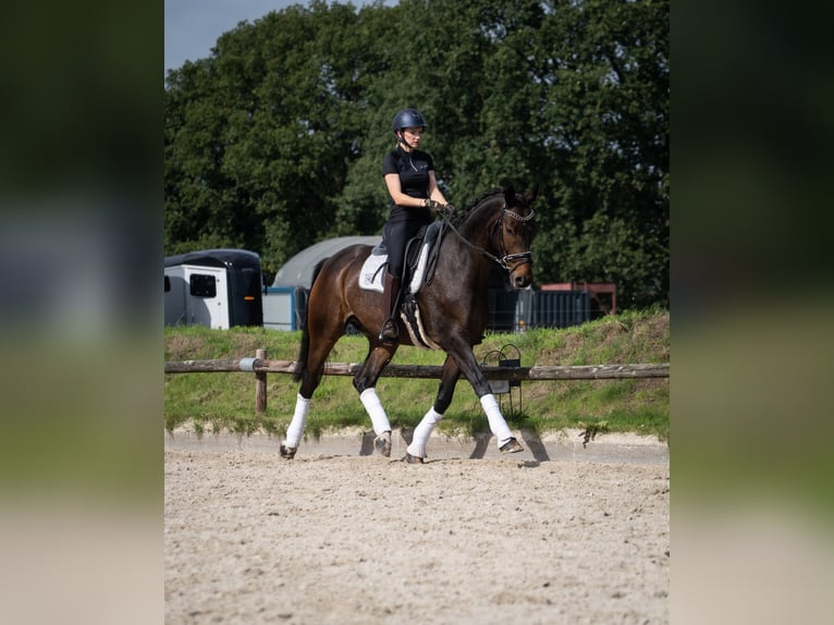 Hannoveraner Wallach 6 Jahre 172 cm Schwarzbrauner in Norderstedt
