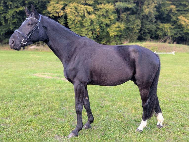 Hannoveraner Wallach 6 Jahre 172 cm Schwarzbrauner in Reinfeld (Holstein)
