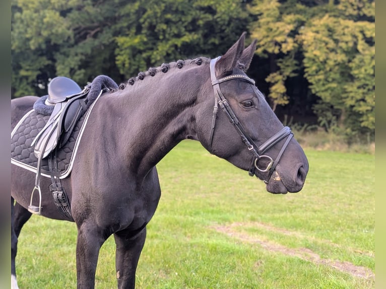 Hannoveraner Wallach 6 Jahre 172 cm Schwarzbrauner in Reinfeld (Holstein)