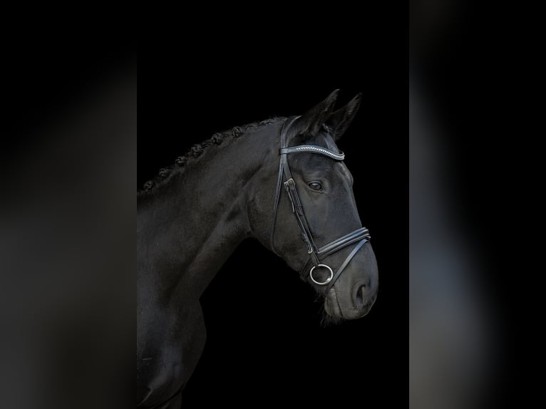 Hannoveraner Wallach 6 Jahre 172 cm Schwarzbrauner in Reinfeld (Holstein)