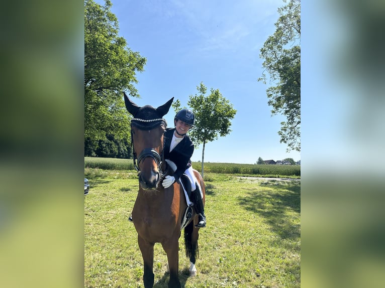 Hannoveraner Wallach 6 Jahre 173 cm Brauner in Liestal