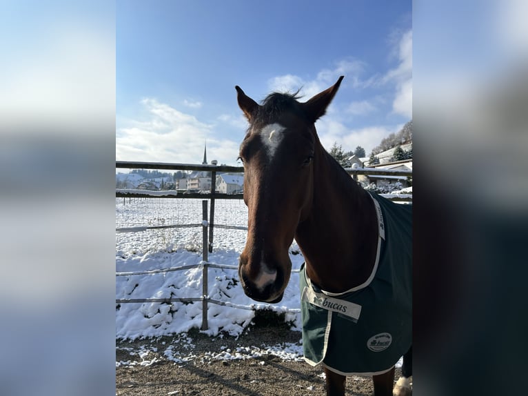 Hannoveraner Wallach 6 Jahre 173 cm Brauner in Liestal
