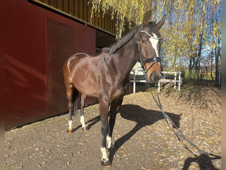 Hannoveraner Wallach 6 Jahre 173 cm Brauner in Hechingen