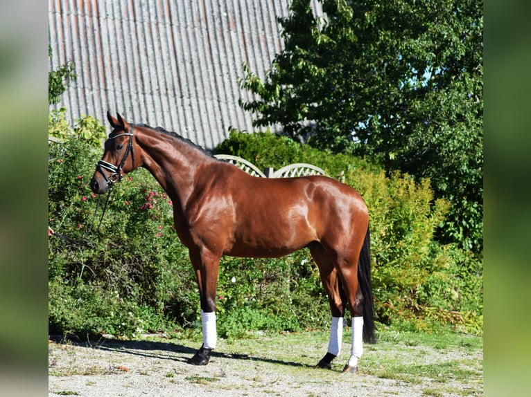 Hannoveraner Wallach 6 Jahre 173 cm Brauner in Hohenfelde