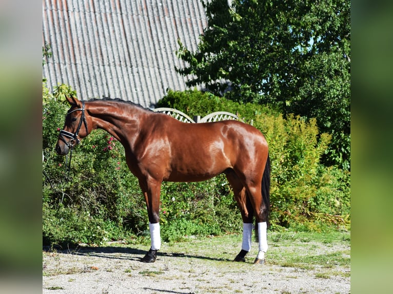 Hannoveraner Wallach 6 Jahre 173 cm Brauner in Hohenfelde