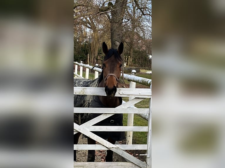 Hannoveraner Wallach 6 Jahre 173 cm Dunkelbrauner in Hamm