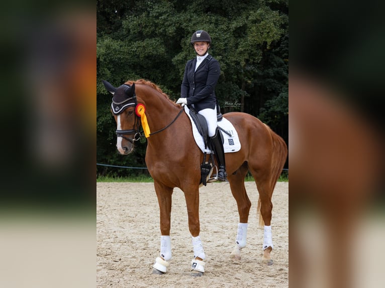 Hannoveraner Wallach 6 Jahre 173 cm Fuchs in Riedstadt
