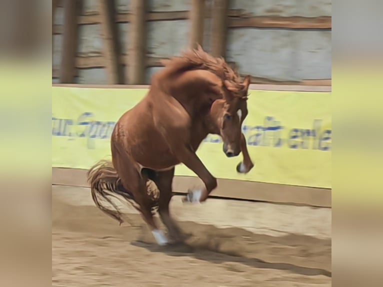 Hannoveraner Wallach 6 Jahre 173 cm Fuchs in Siems