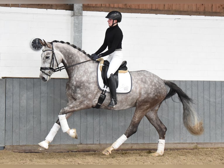 Hannoveraner Wallach 6 Jahre 173 cm Schimmel in Tiddische