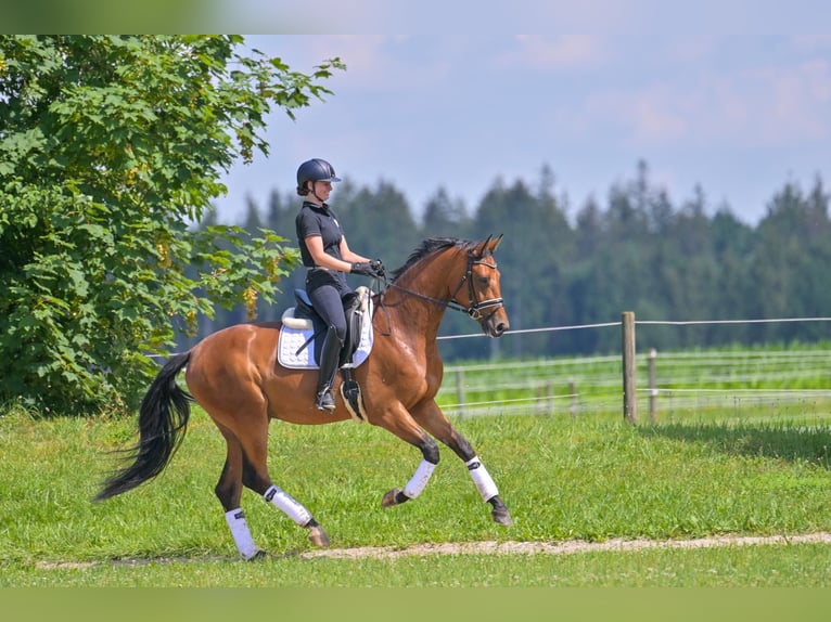 Hannoveraner Wallach 6 Jahre 174 cm Brauner in Baldham