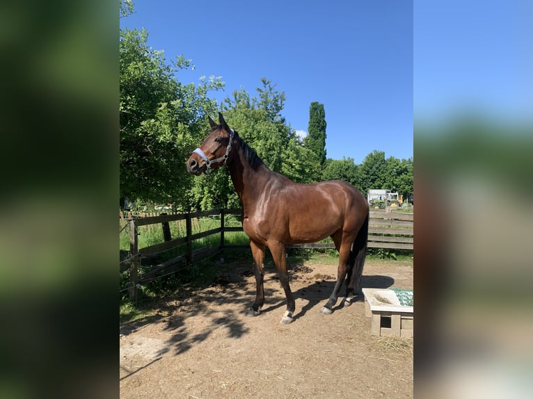 Hannoveraner Wallach 6 Jahre 174 cm Brauner in Kassel