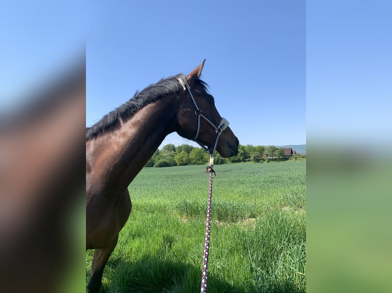 Hannoveraner Wallach 6 Jahre 174 cm Brauner in Kassel