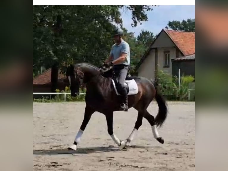 Hannoveraner Wallach 6 Jahre 174 cm Dunkelbrauner in Celle