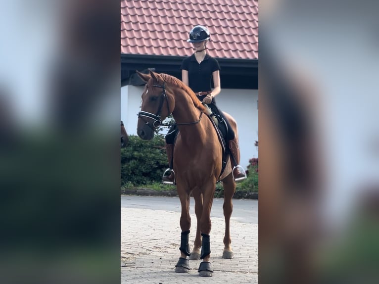 Hannoveraner Wallach 6 Jahre 174 cm Fuchs in Braunschweig