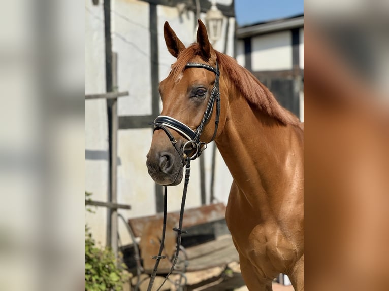 Hannoveraner Wallach 6 Jahre 174 cm Fuchs in Braunschweig