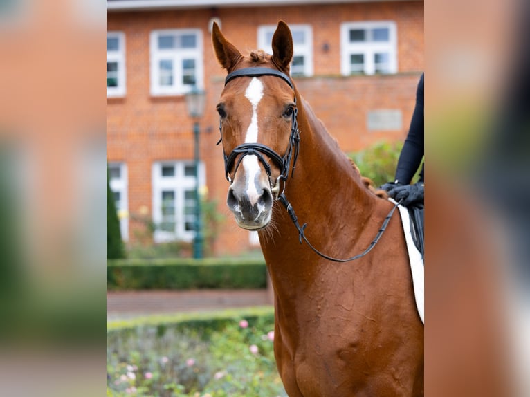Hannoveraner Wallach 6 Jahre 174 cm Fuchs in Kirchlinteln