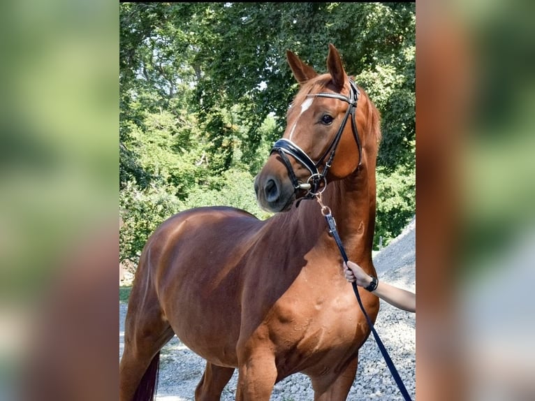 Hannoveraner Wallach 6 Jahre 174 cm Fuchs in Korntal-Münchingen