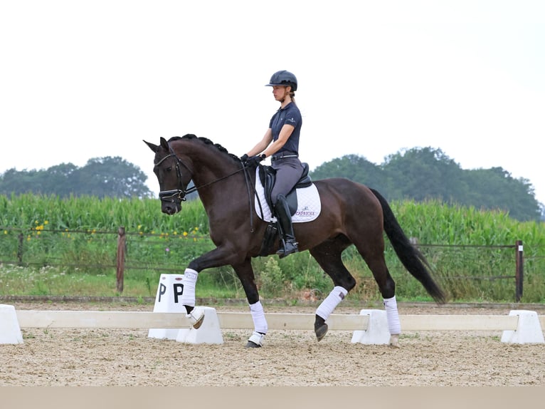 Hannoveraner Wallach 6 Jahre 174 cm Rappe in Haaksbergen