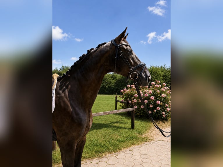 Hannoveraner Wallach 6 Jahre 174 cm Rappe in Wentorf bei Hamburg