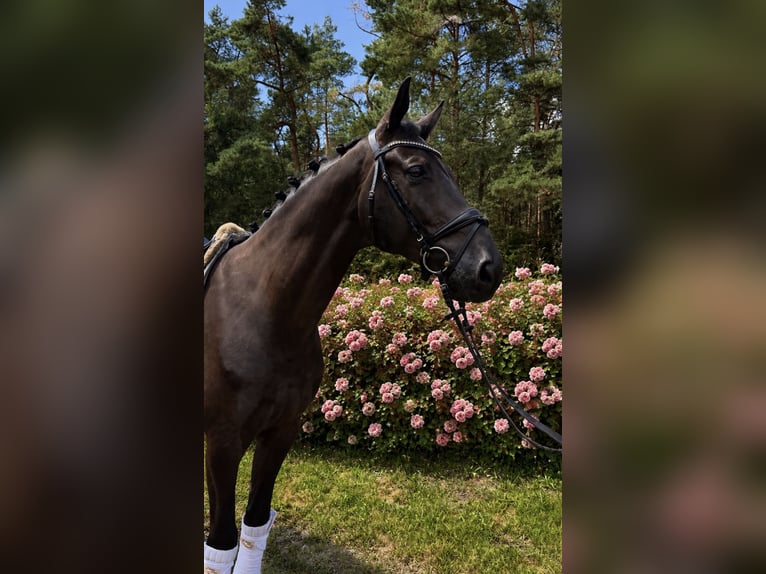Hannoveraner Wallach 6 Jahre 174 cm Rappe in Wentorf bei Hamburg