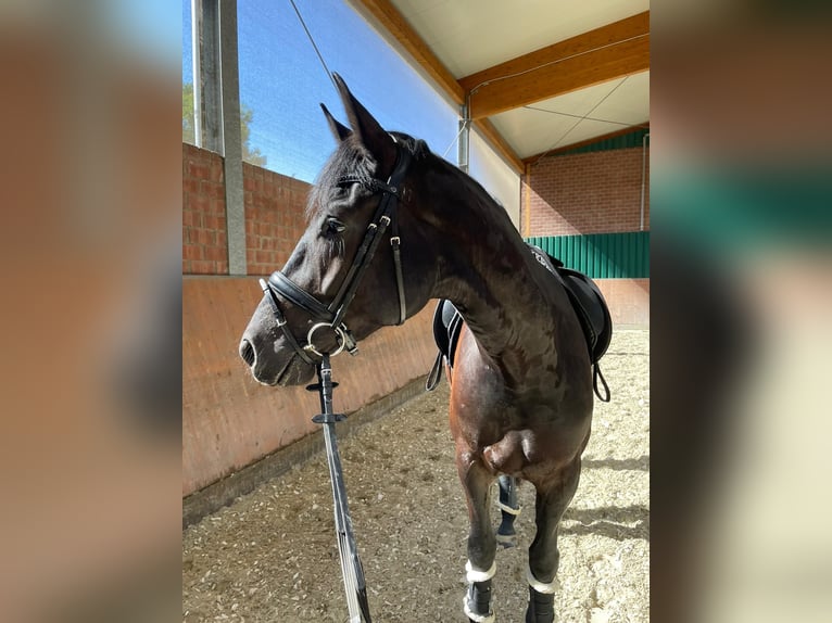 Hannoveraner Wallach 6 Jahre 174 cm Rappe in Willich