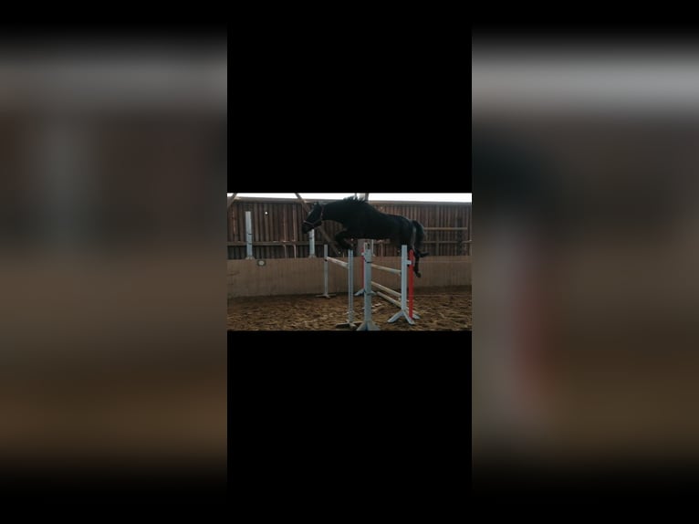 Hannoveraner Wallach 6 Jahre 174 cm Schwarzbrauner in Cornberg