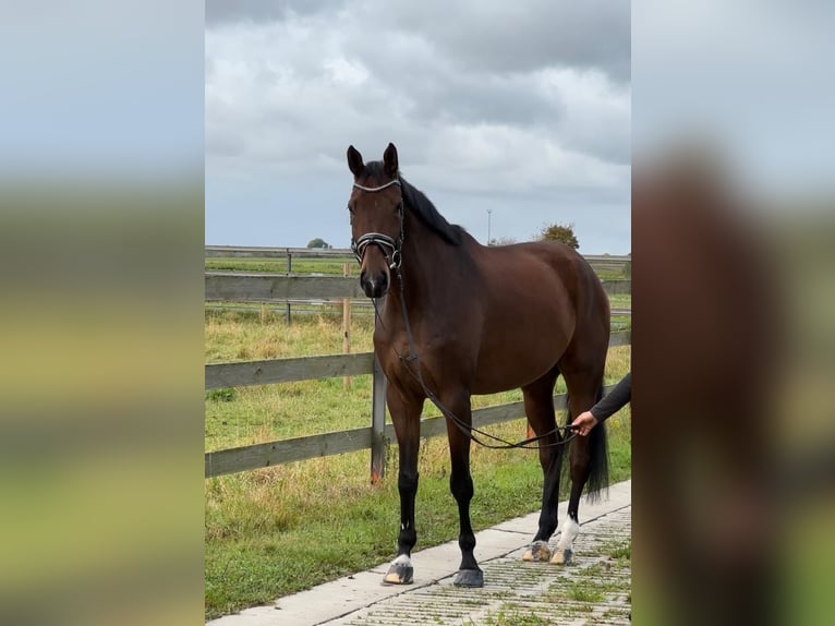 Hannoveraner Wallach 6 Jahre 175 cm Brauner in Hildesheim