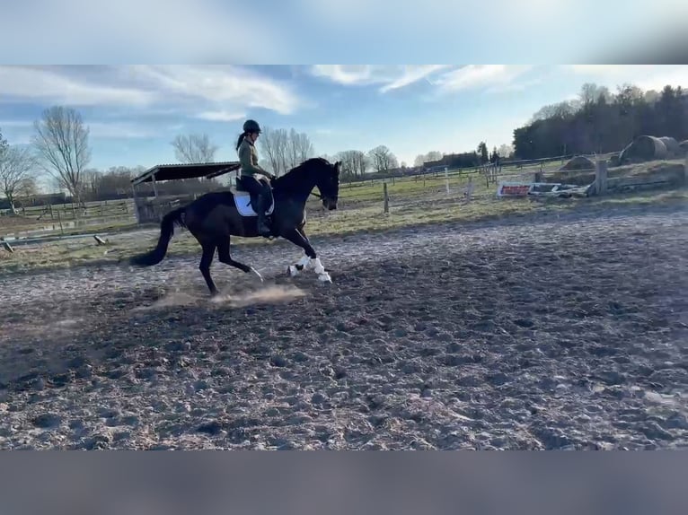 Hannoveraner Wallach 6 Jahre 175 cm Dunkelbrauner in Oyten