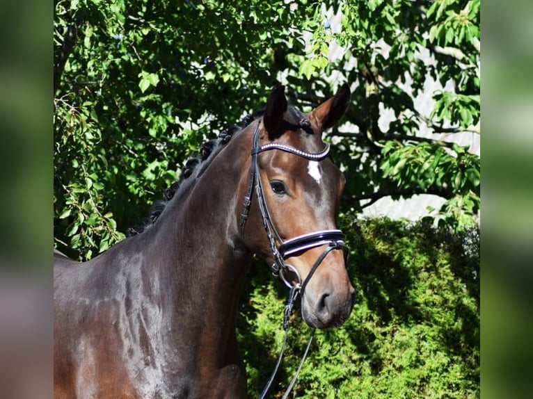 Hannoveraner Wallach 6 Jahre 175 cm Dunkelbrauner in Hohenfelde